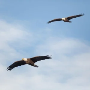 Read more about the article Two Eagles followed me …