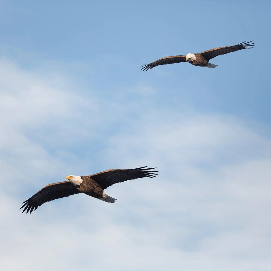 You are currently viewing Two Eagles followed me …