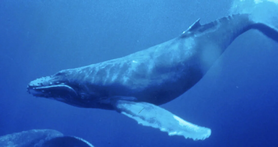 You are currently viewing The Ocean can be a Great Metaphor for Handling Emotions