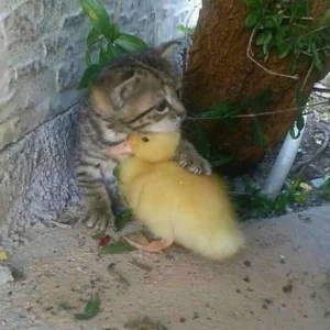 Read more about the article The Animal Kingdom emulates ‘Unconditional Love’