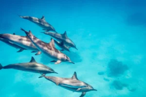 Read more about the article Swim with the Dolphins – Amazon Screensaver